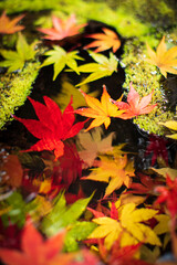 水に浮かぶカラフルなもみじの葉　クローズアップ