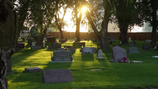 Sunlight Streaming through Bugs in a Cemetery