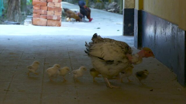 Chicken with chicks