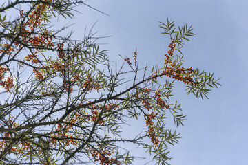 Zweige des Sanddorn mit Früchten vor Himmel mit leichten Wolken