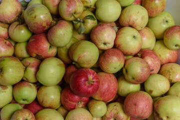 Äpgel, als Hintergrund rot- grün, Ernte