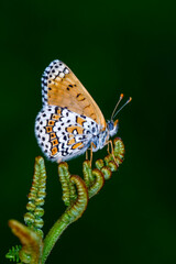 Macro shots, Beautiful nature scene. Closeup beautiful butterfly sitting on the flower in a summer garden.

