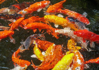Intense concentration of swirling koi fish