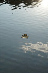 Lone fallen leaf floating on a calm lake