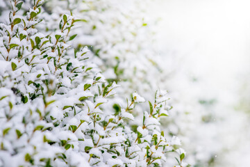 Snow-covered boxwood bush with green leaves on a light background