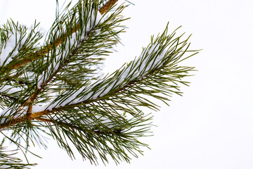 Snow-covered spruce branch with long needles on a white background