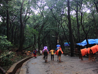 Rainy day with fog and greenery, Matheran, smallest hill station in India, Maharashtra