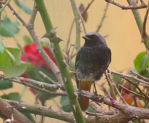 Black redstart (Phoenicurus ochruros) perching on a rose plant with a beautiful blurry and clear yellow background. 