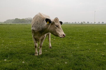 Mutterkuh auf der Weide 