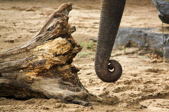 Elephant - Curl - Spiral - Trunk
