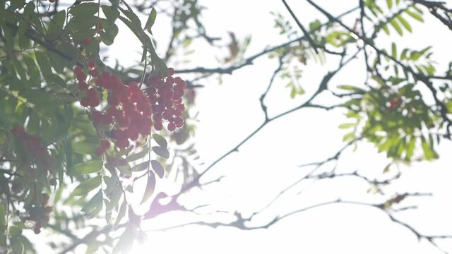 While walking, pointed the camera through the trees for a lens flare bleeding in the leafs