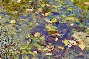 A swamp with fallen leaves on the surface of clear water and a pair of frogs in the foreground,...