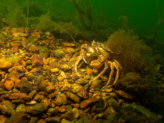 A closeup picture of a crab in a beautiful marine environment. Picture from Oresund, Malmo in southern Sweden.