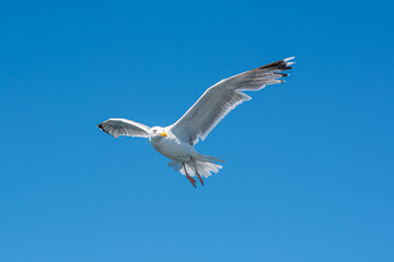 A picture of a flying seagull. A clear blue sky in the background