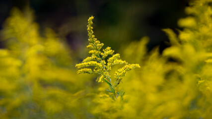 Closeup of goldenrod stems