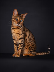 Portrait of a sitting black spotted tabby Bengal cat, looking down, isolated on black background