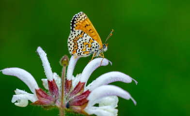Macro shots, Beautiful nature scene. Closeup beautiful butterfly sitting on the flower in a summer garden.

