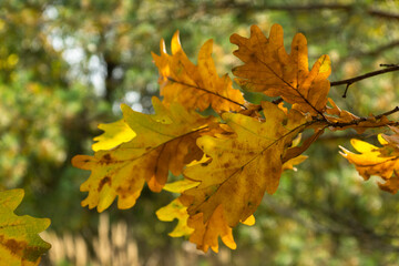 Fototapeta na wymiar Autumn trees. Yellow oak leaves. Bright season of the year
