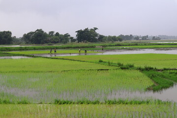 Paddy Field at Jointapur, Sylhet, Bangladesh