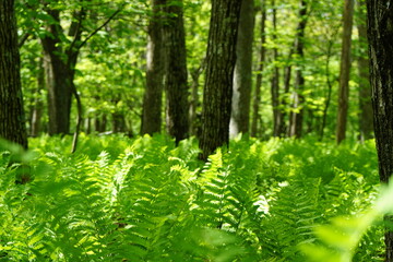 Lush fern cover in Shenandoah National Park