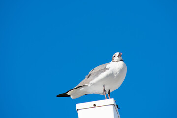 A Seagull Standing on a White Post With a Solid Blue Background