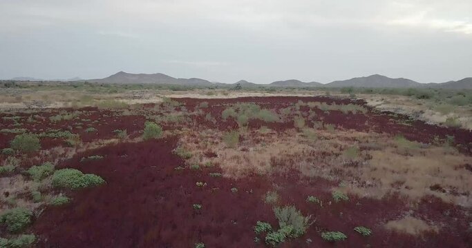 Upper view of strange red plant in the middle of desert.