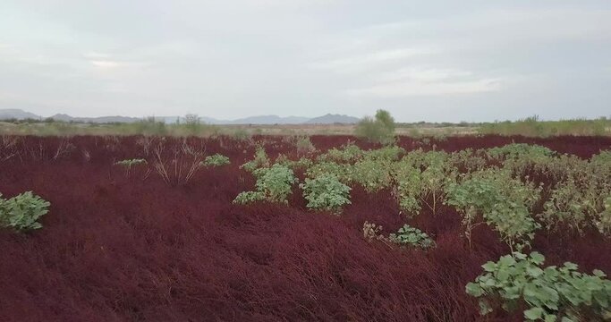 Close up view of strange red plants found off road in the middle of the Sonoran Desert, Arizona.
