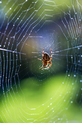 a large spider in his web waiting for an insect to become snared in the web.