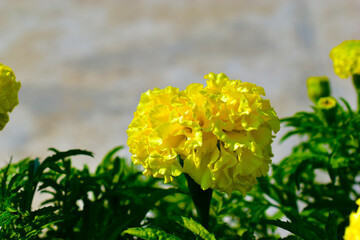 Yellow flowers marigold (Tagetes) erect Antigua primrose
