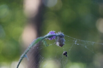Indian summer. Early autumn. Cobweb on the grass. Carduus pycnocephalus
