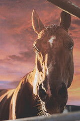 Muzzle of a brown horse close up against a background of a red scenic sky
