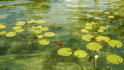 Bacalar Lagoon water at Lake Bacalar in Quintana Roo, Mexico.