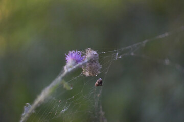 Indian summer. Early autumn. Cobweb on the grass. Carduus pycnocephalus