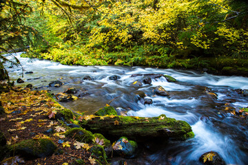 Pamilia Creek in the fall season with vine maple trees and also with coilorful leaves on the shore and rocks.