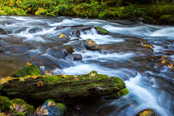 Pamilia Creek in the fall season with vine maple trees and also with coilorful leaves on the shore and rocks.