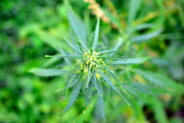 Green cannabis marijuana Bush in the garden