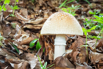 European blusher mushroom. Edible. Amanita Rubescens