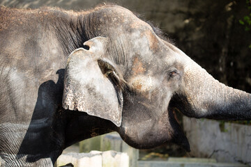 Asian female elephants beg for food at a zoo in Liaoning, China
