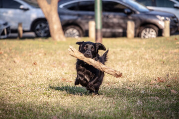 Small black dog with a stick running in a park in Buenos Aires.