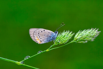 Macro shots, Beautiful nature scene. Closeup beautiful butterfly sitting on the flower in a summer garden.

