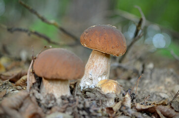 a group of boletus mushrooms in the forest in autumn in the fog