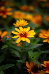 Yellow and orange petal of a flower in focus on foreground and another, similar one on the background out of focus