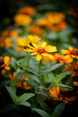 Yellow and orange petal of a flower in focus on foreground and another, similar one on the background out of focus