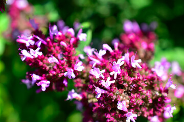 Bright red flowers of oregano in the garden
