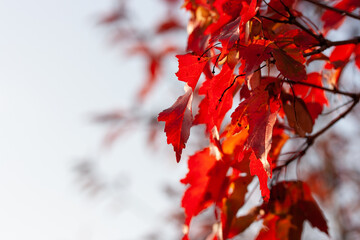 Red leaf of an ornamental plant on a sunny day in September