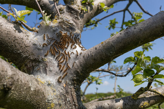 Ringelspinner Raupen Gespinnst am Apfelbaum