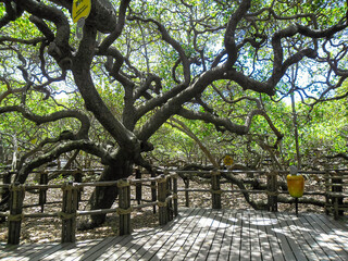 Maior Cajueiro do Mundo