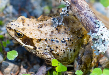 Ein Frosch im hohen Gras