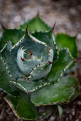 Mature Jeweled Aloe Plant. Aloe Distans with beautiful, clustering rosettes in Arboretum botanical garden, Lexington, KY USA