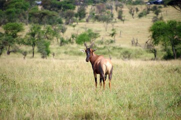 Naklejka na ściany i meble Topi antelope in the Serengeti park in Tanzania